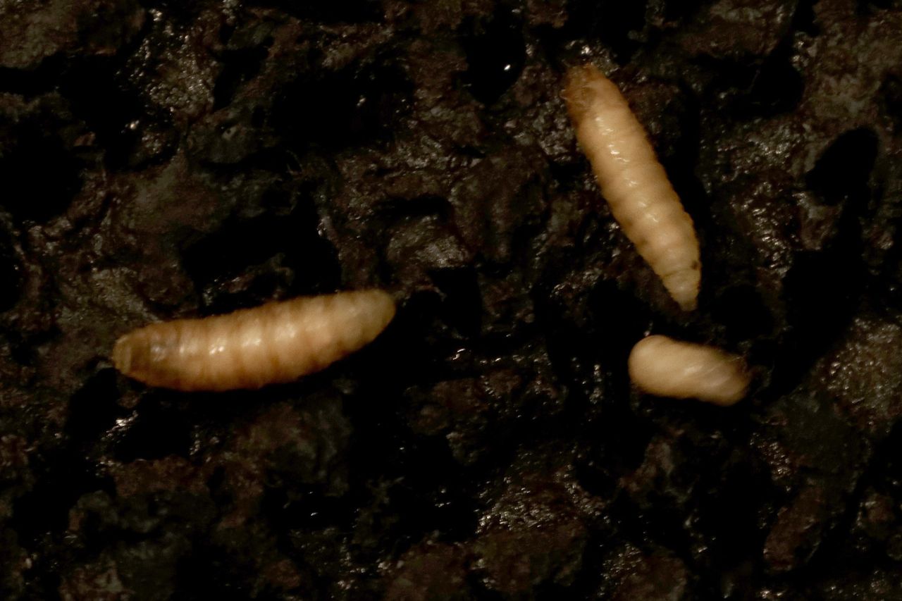 Sterile fly larvae reproduce at a processing plant created by Mexico and the United States to combat the screwworm, in Metapa, Mexico, on July 9, 2026. Sterile fly larvae reproduce at a processing plant created by Mexico and the United States to combat the screwworm, in Metapa, Mexico, on July 9, 2026Credit: Jose Torres/Anadolu via Getty