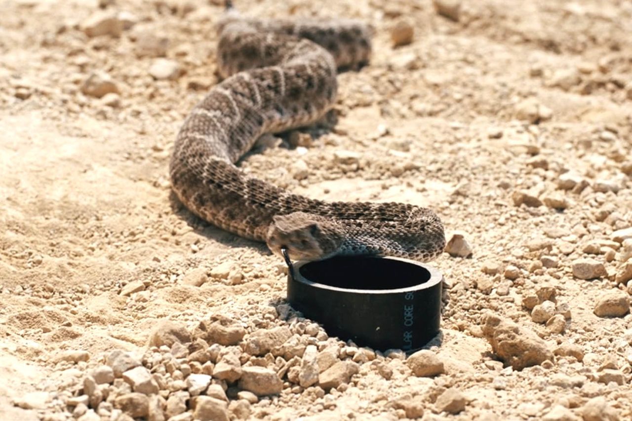 Stock image of a rattlesnake.Credit: HBO