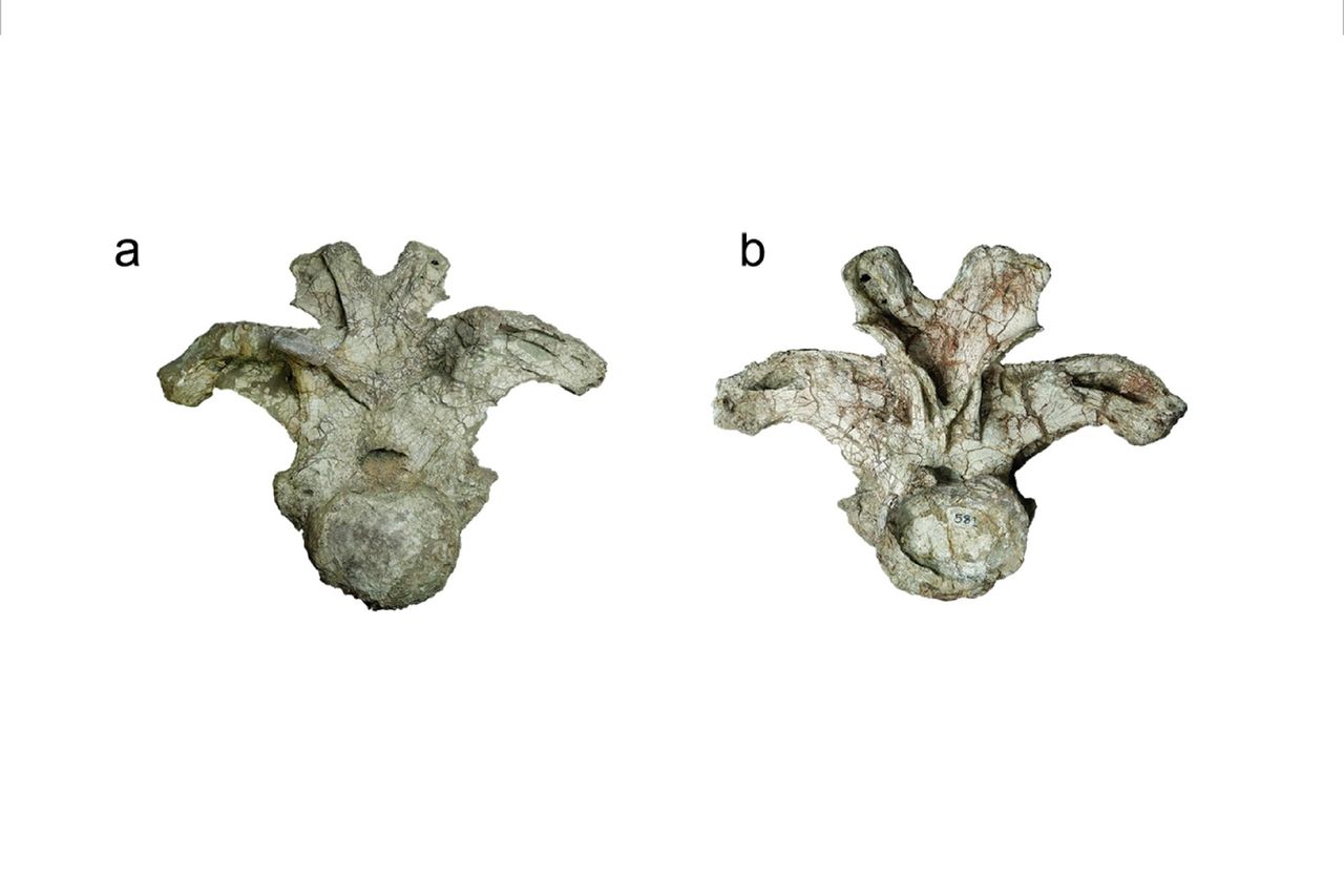 The holotype anterior dorsal vertebra of Uragasaurus kalasinensis (PRC 460) in anterior (a) and posterior (b) views. The holotype anterior dorsal vertebra of Uragasaurus kalasinensisCredit: Scientific Reports (Sci Rep)