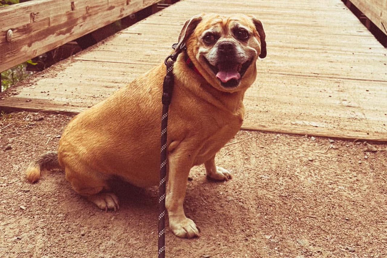 Rosie the dog of Rosie's Law. RosieCredit: rosieslaw.us