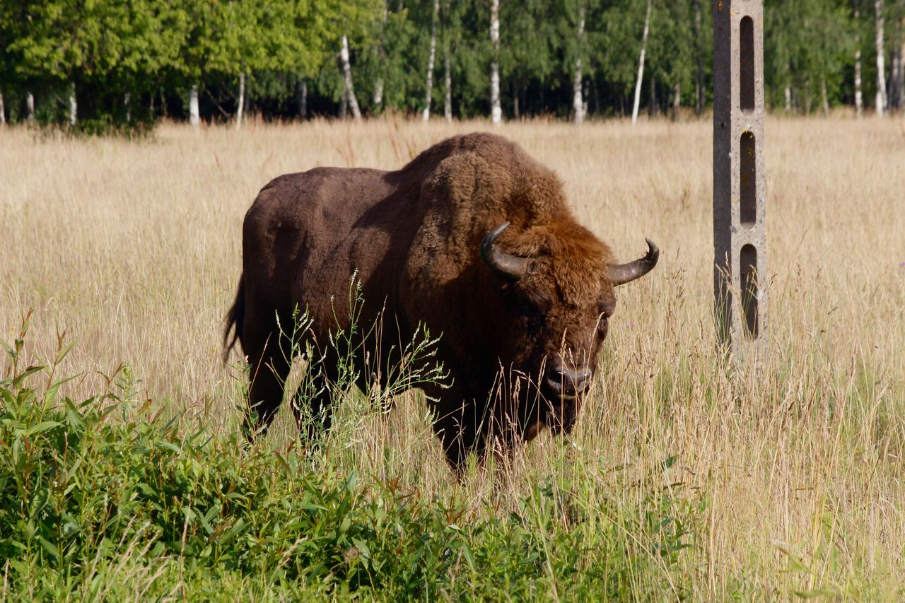 A bison is seen in the Bialowieza Forest.Credit: Getty