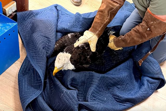 A person assisting an injured bald eagle resting on a blue blanket A person assisting an injured Jackie resting on a blue blanketCredit: County of Los Angeles Department of Parks & Recreation