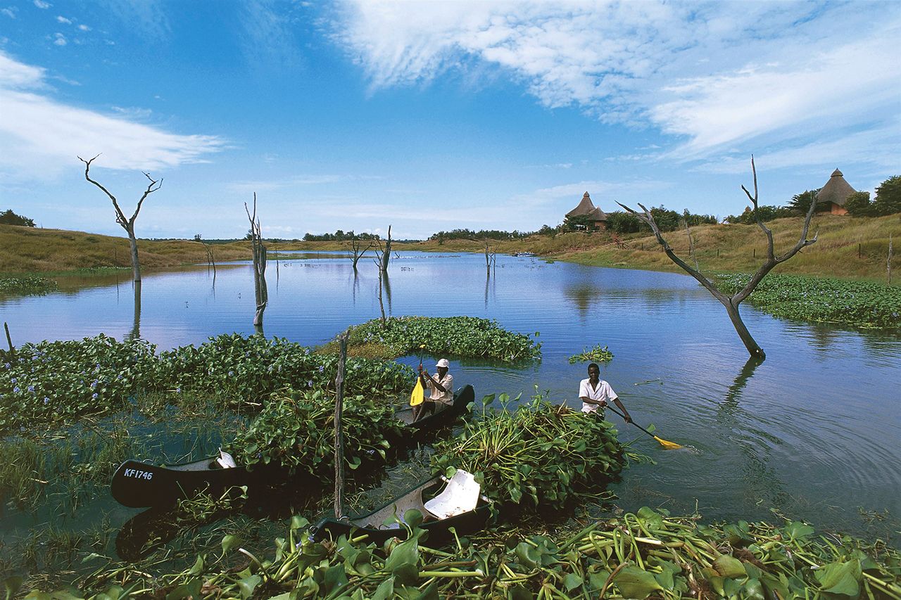 Two people paddling in canoes amidst aquatic vegetation on a lake with trees and grassland in the background Canoes on Lake KaribaCredit: De Agostini/Getty
