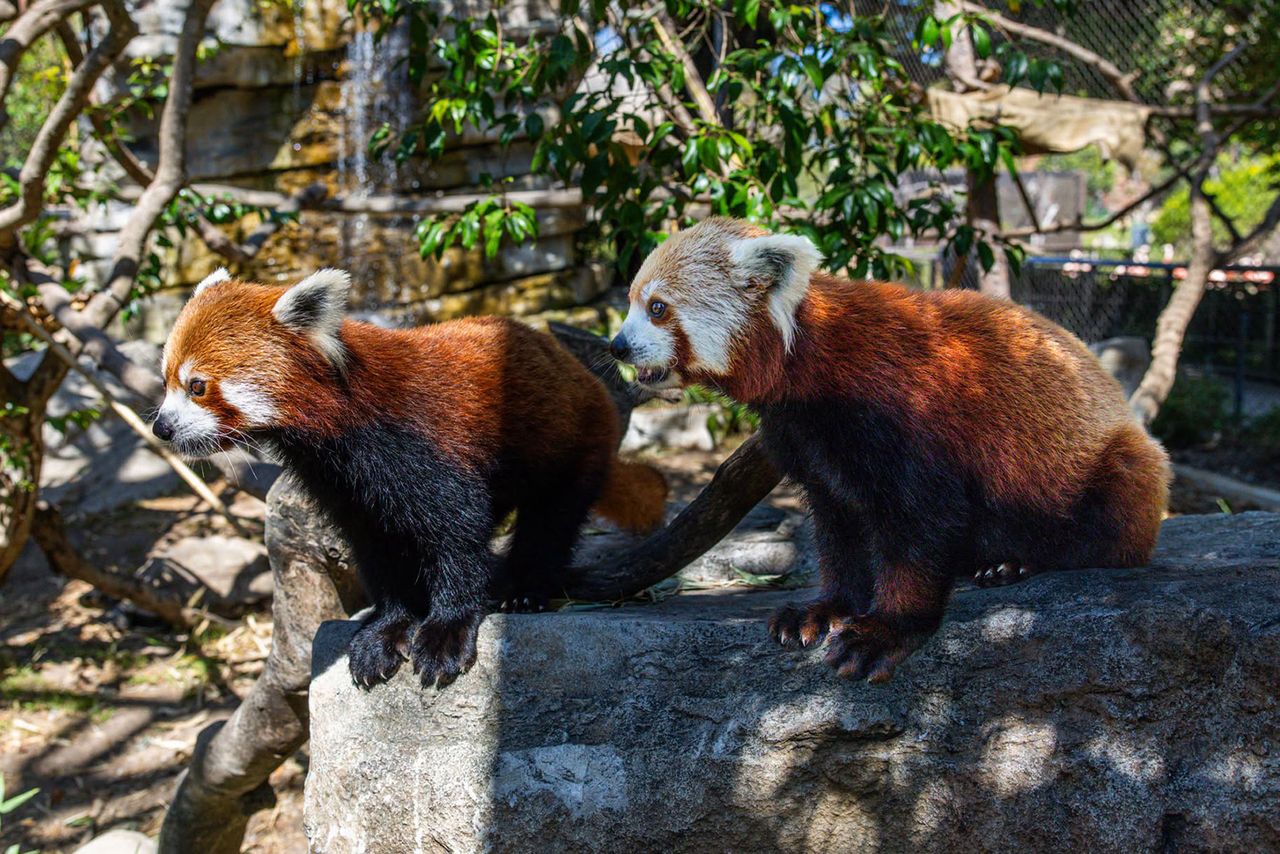 Red pandas Ruby and Raj are seen at the Santa Barbara Zoo.Credit: Santa Barbara Zoo