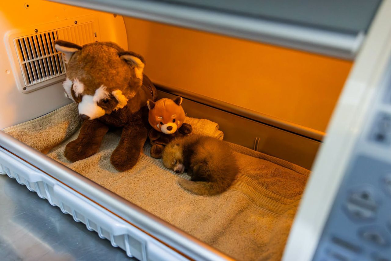 One of Ruby’s cubs is seen in an incubator prior to its death.Credit: Santa Barbara Zoo
