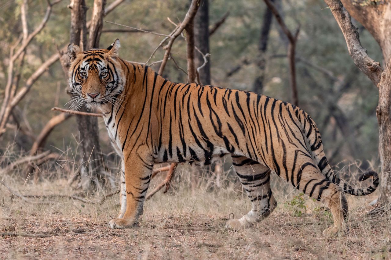 A tiger (stock image)Credit: getty