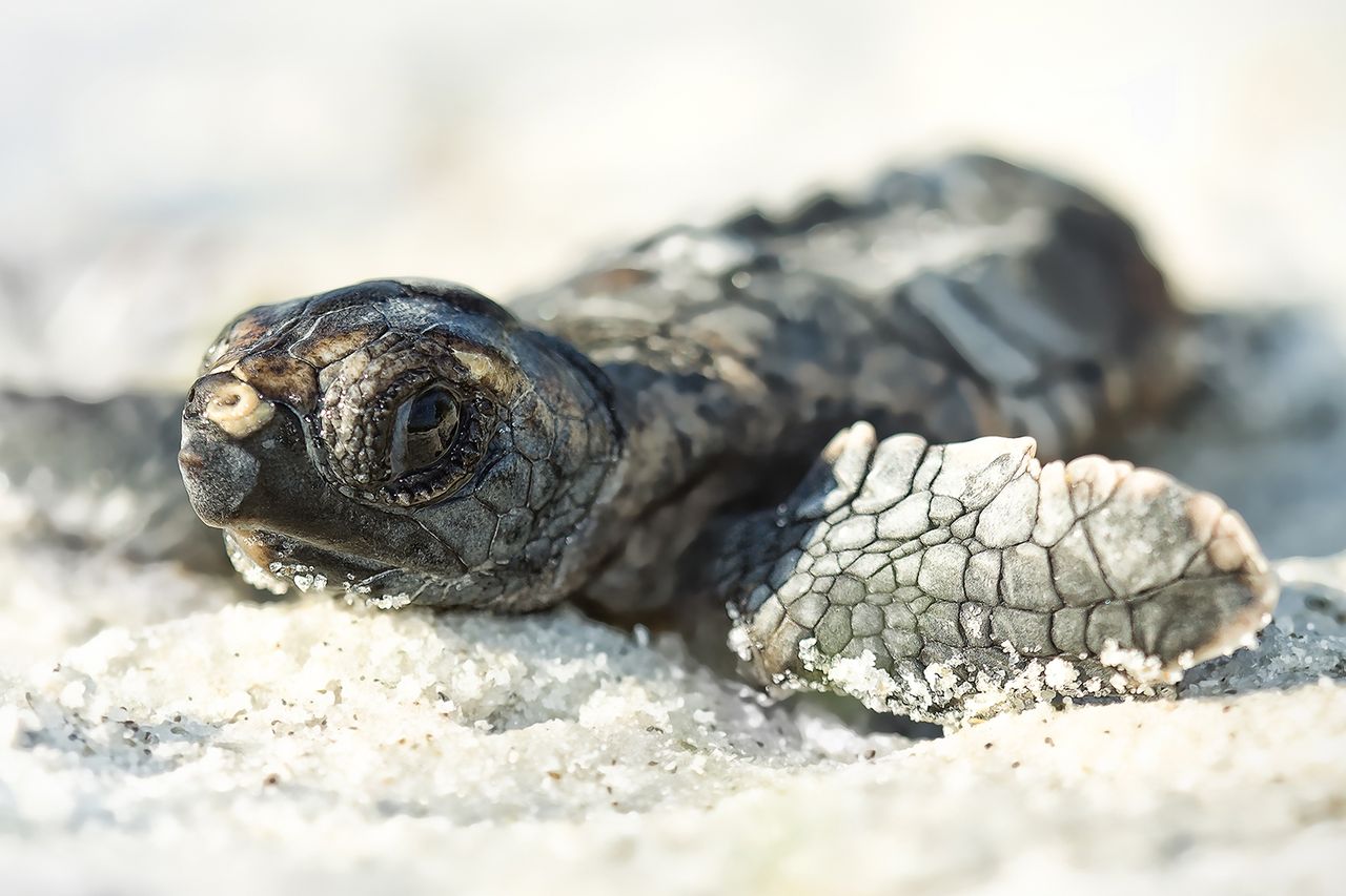 A close-up of a baby loggerhead sea turtleCredit: Getty