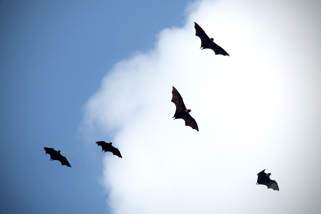 Bats in sky Five bats flying in a cloudy, blue sky (stock image).Credit: Getty