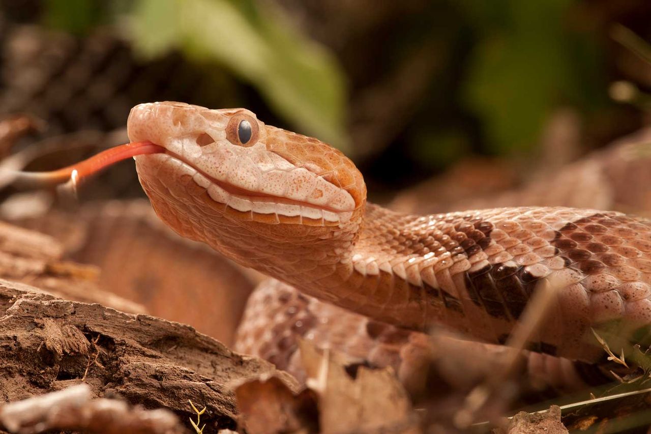 Copperhead snakeCredit: Getty