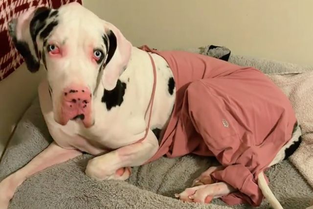 Woman Puts Unexpected Outfit on Dog 2-year-old Great Dane wearing his owner’s clothes after surgeryCredit: stonethegreatdane/TikTok
