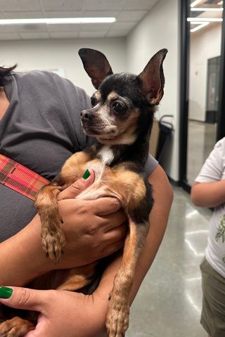 Flor the chihuahuaCredit: Evanston Animal Shelter