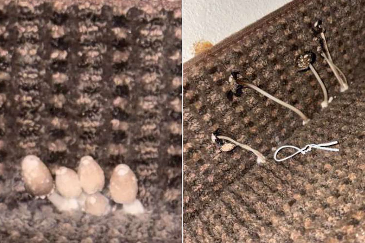 Father Details ‘Heart Attack’ Symptoms from Mold That Landed Him and Children in the Hospital Mold and mushrooms are seen growing in the hotel-turned homeless shelter in a report from Baltimore City Inspector General Isabel Cumming.Credit: City of Baltimore