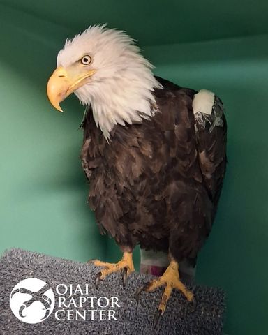 Jackie the bald eagle Jackie the bald eagleCredit: Ojai Raptor Center