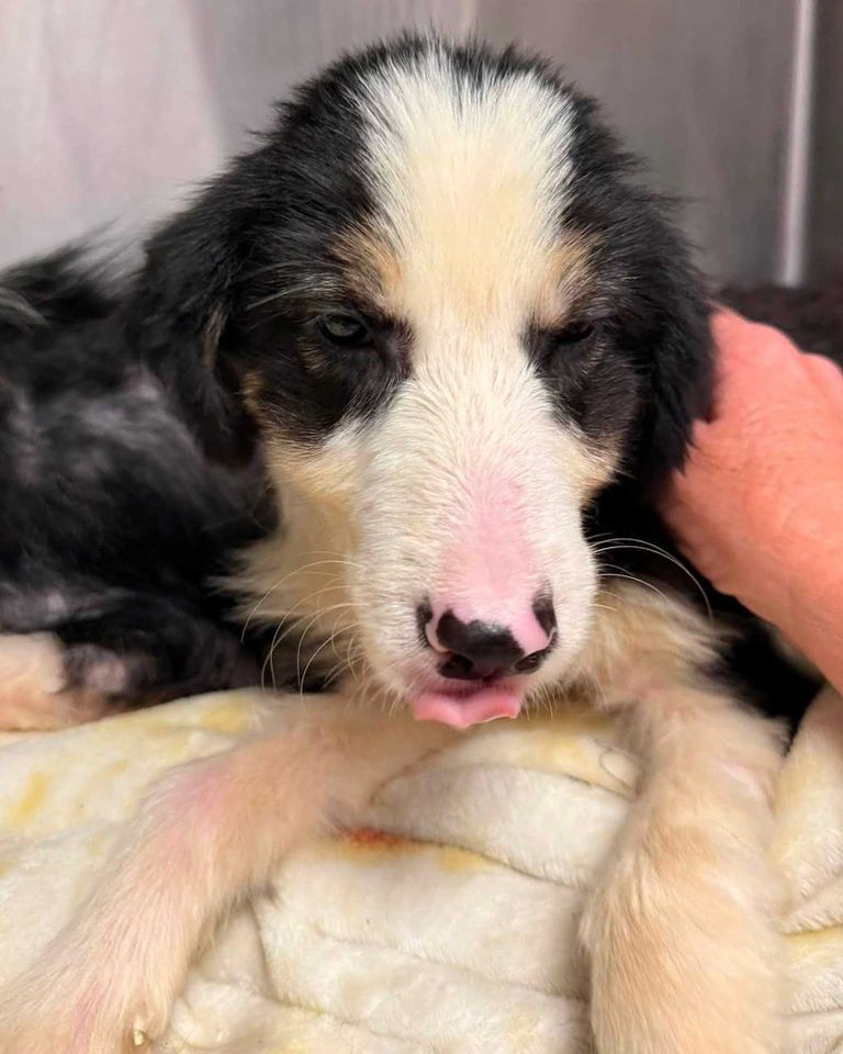 Rescued border collieCredit: Martin County Sheriff's Office/Facebook