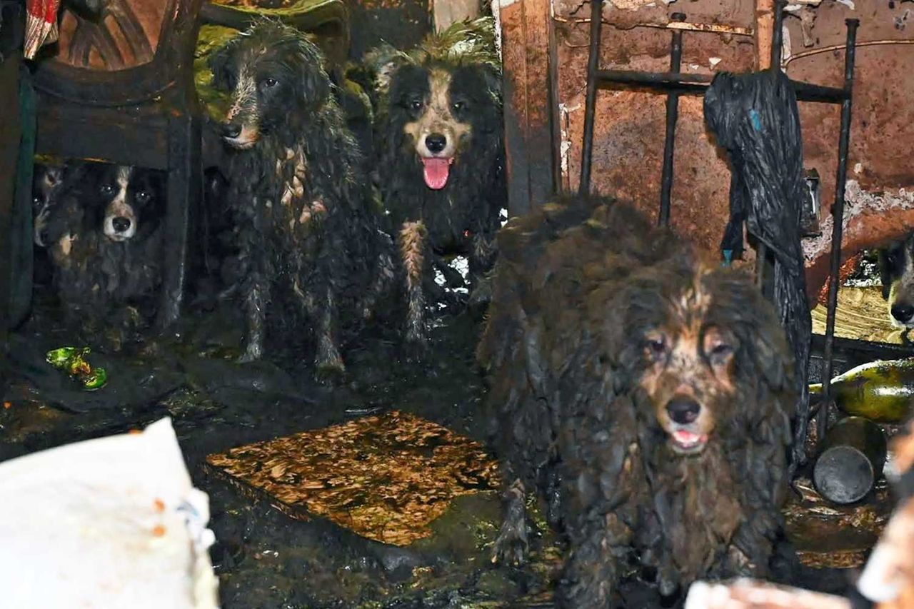 Rescued border colliesCredit: Martin County Sheriff's Office/Facebook