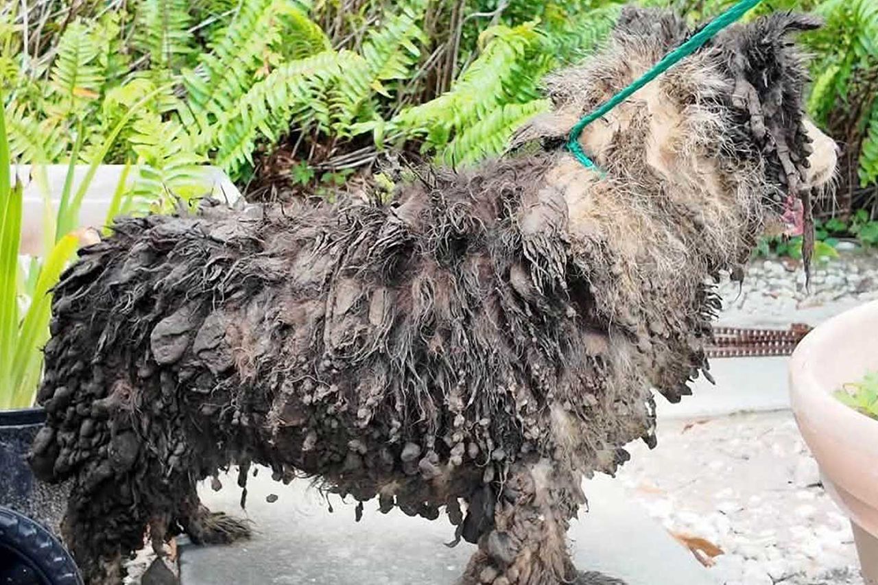 Rescued border colliesCredit: Martin County Sheriff's Office/Facebook