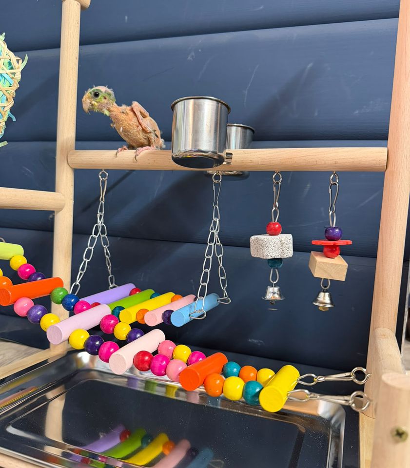 A photo of Steve the parrot in his play gym at Hopefield Animal Sanctuary in Brentwood, U.K.Credit: Hopefield Animal Sanctuary/Instagram