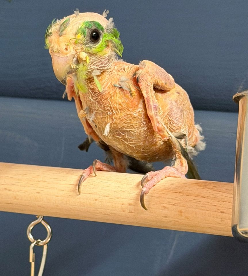 A photo of Steve the parrotCredit: Hopefield Animal Sanctuary/Instagram
