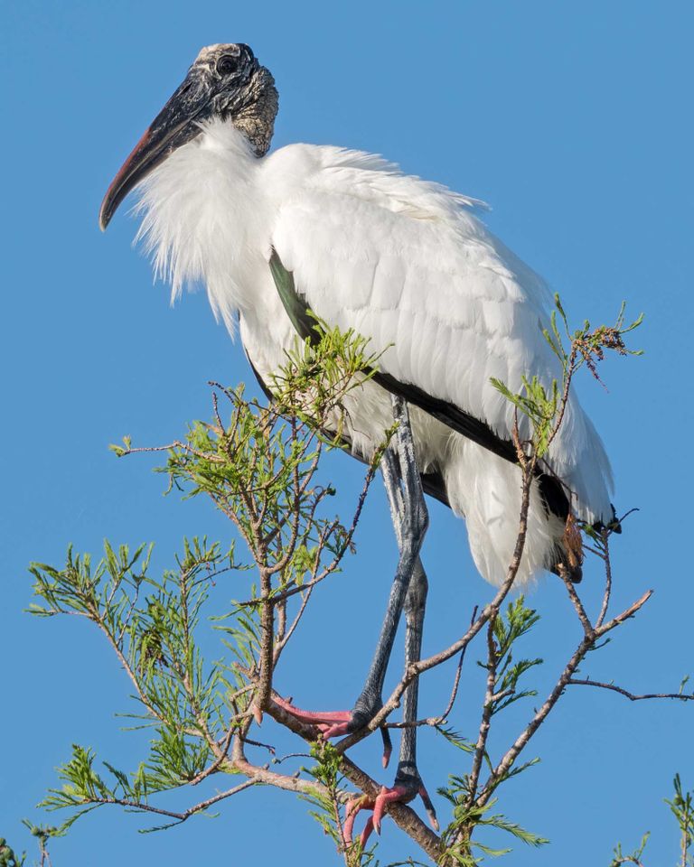 Stock photo of a wood stork.Credit: Getty