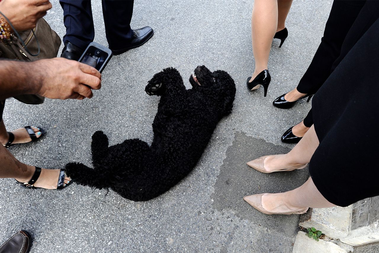 The Obamas’ dog Sunny in 2013Credit: JEWEL SAMAD/AFP via Getty