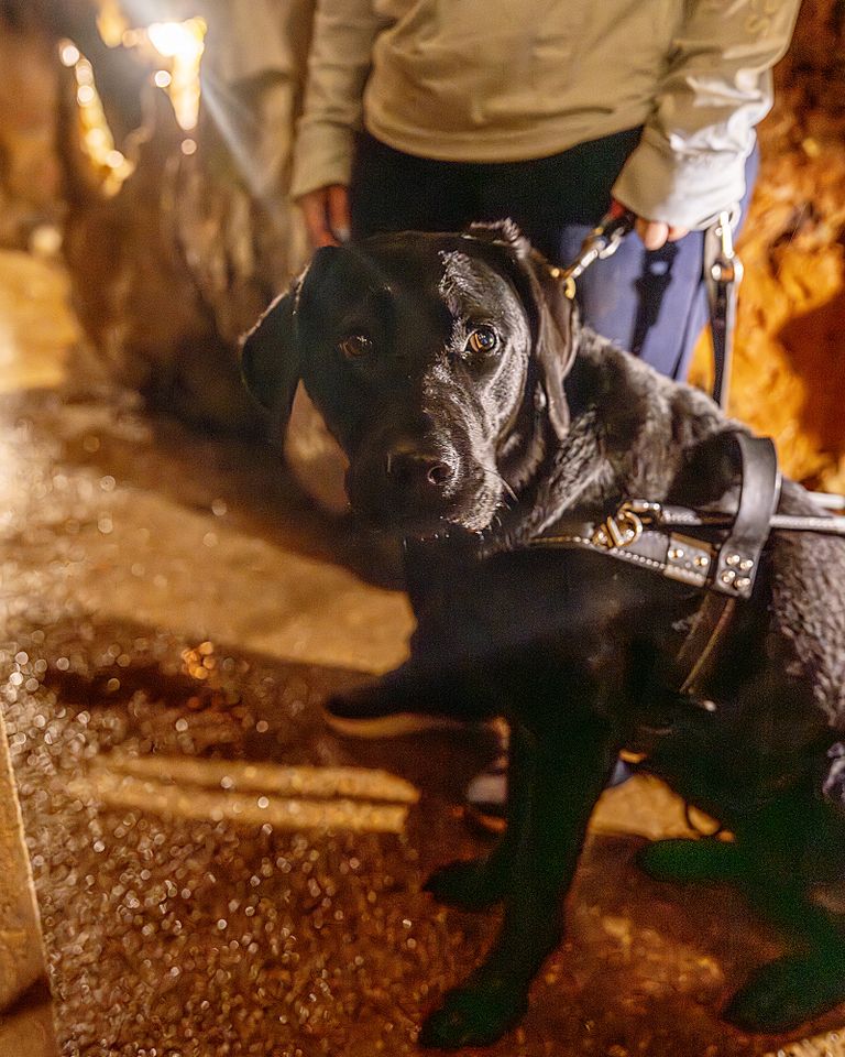 Bear Bear in a cave in MissouriCredit: Dogs Inc.