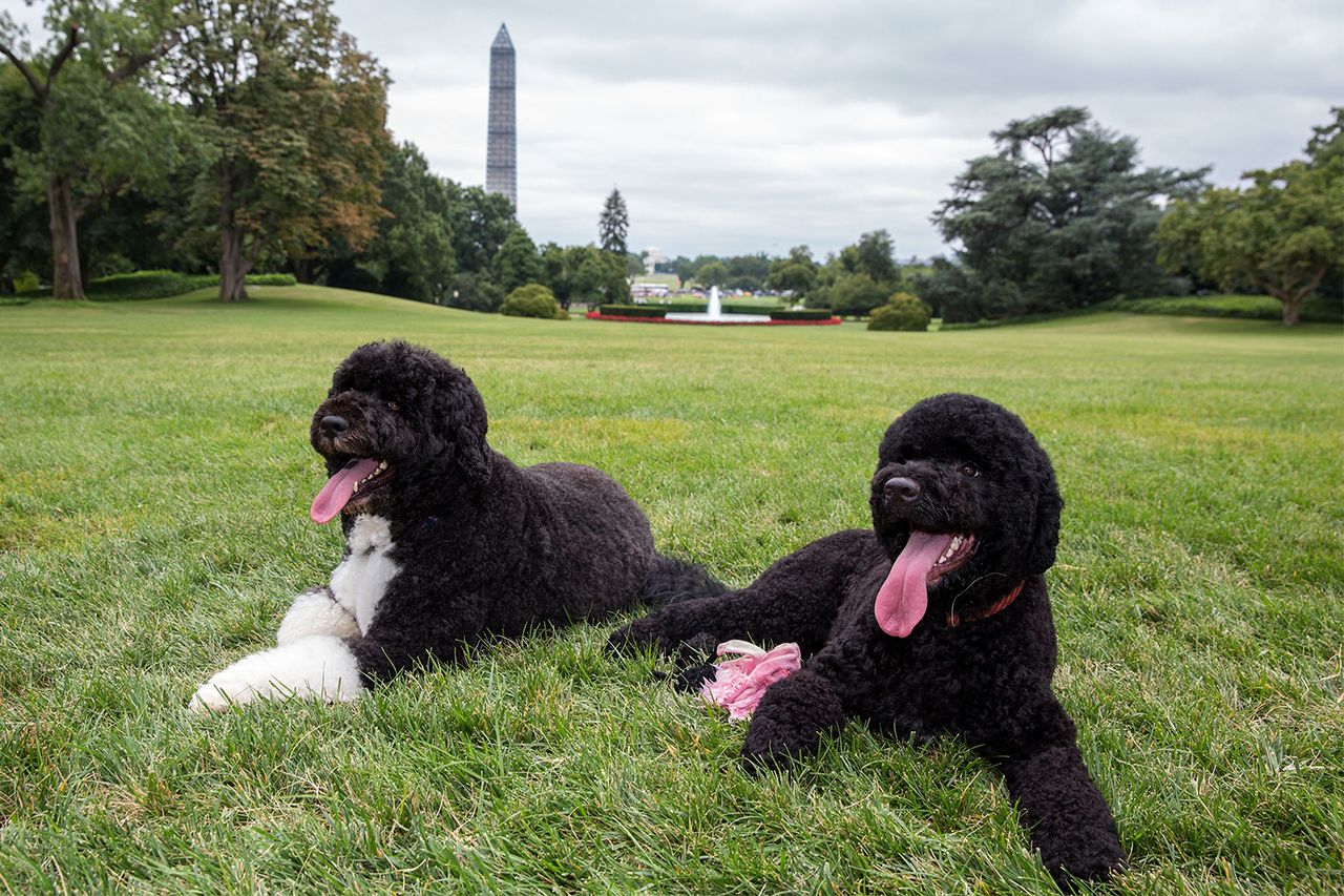 Bo and Sunny on the South Lawn of the White House in 2013Credit: Pete Souza/White House via Getty