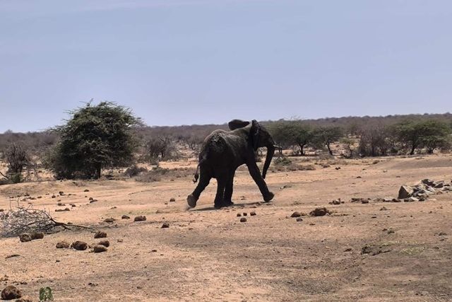An elephant walking in a dry sparse landscape with scattered trees and bushes An elephant walking in a dry sparse landscape with scattered trees and bushes.Credit: Sheldrick Wildlife Trust/Instagram