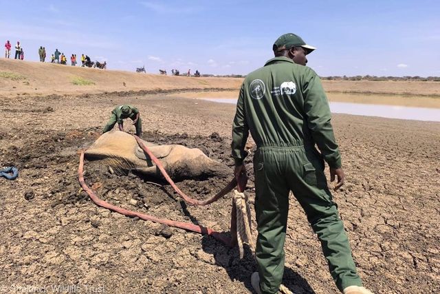 Rescue workers assisting an elephant stuck in mud near a waterhole Rescue workers assisting an elephant stuck in mud near a waterhole.Credit: Sheldrick Wildlife Trust/Instagram
