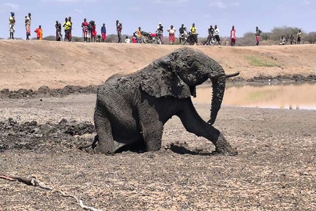 An elephant stuck in mud with people in the background watching its rescue efforts An elephant stuck in mud with people in the background watching its rescue efforts.Credit: Sheldrick Wildlife Trust/Instagram