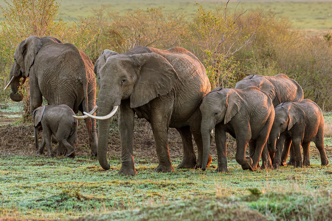 Herd of African elephants Herd of African elephants (Loxodonta africana) walking across the savanna of the Massai Mara.Credit: Getty