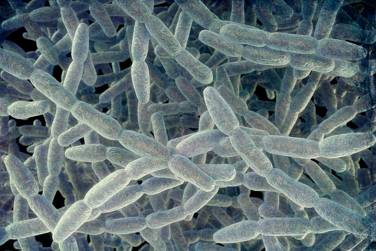Illustration of Legionella pneumophila bacteria, the cause of Legionnaires' disease. Illustration of the bacteria that causes Legionnaires’ diseaseCredit: Getty