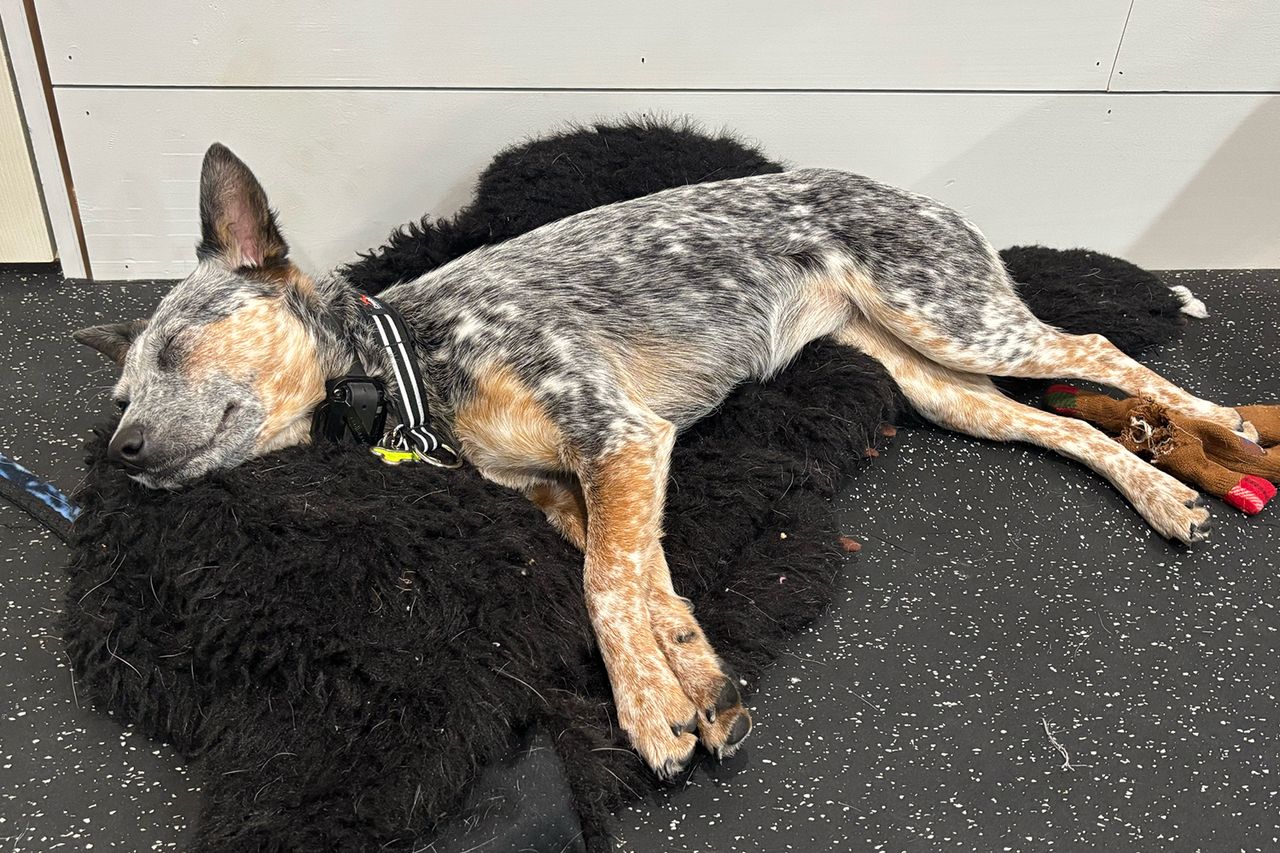 Pip the dog Pips taking a napCredit: Courtesy of Dr. Michael Squires and Dr. Carlee Squires