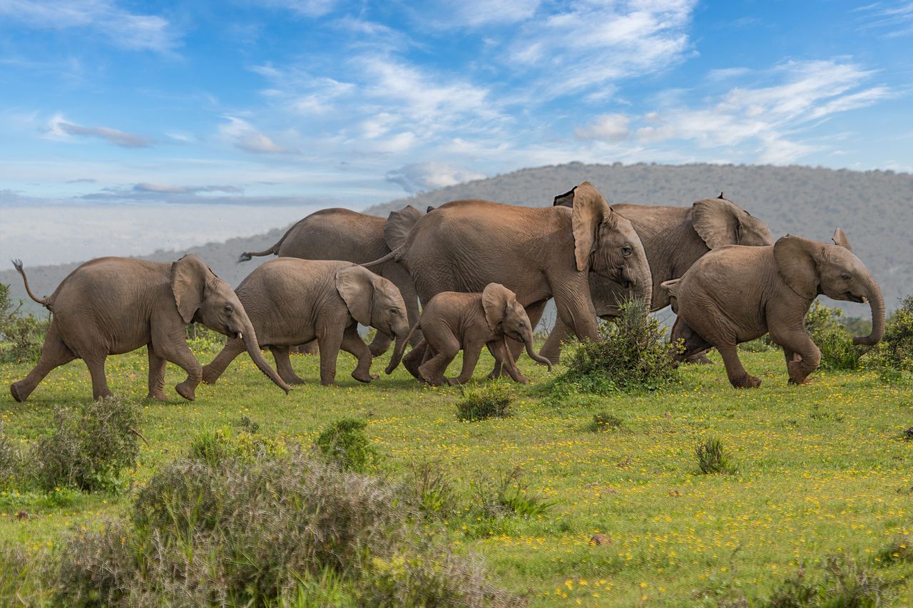 A herd of African elephants walking across a grassy field Elephants at Addo National Park, South AfricaCredit: Getty