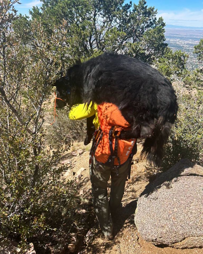 Bernalillo County Sheriff's Office rescues Atlas the dog, who became too exhausted to finish a difficult hike Atlas the dog is carried by a rescuerCredit: Bernalillo County Sheriff's Office/Facebook