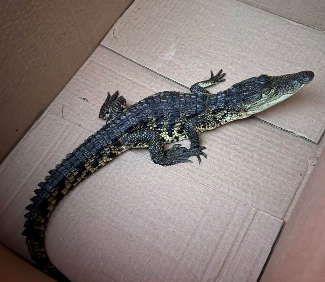 Small crocodile, found in Long Island on Sept. 17, in a cardboard box.Credit: Strong Island Animal Rescue League/Facebook