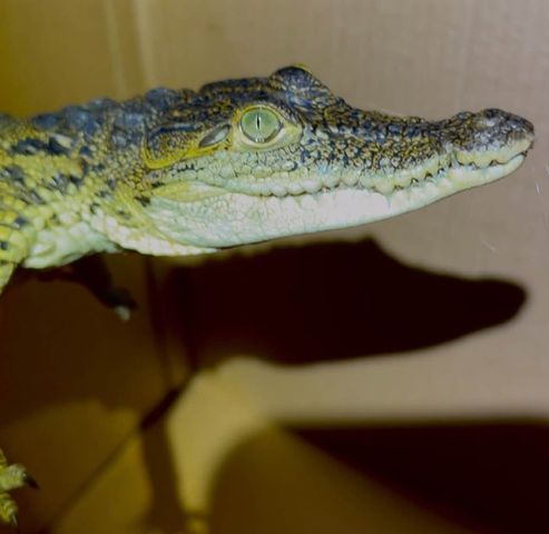 Crocodile found in Long Island on Sept. 17Credit: Strong Island Animal Rescue League/Facebook