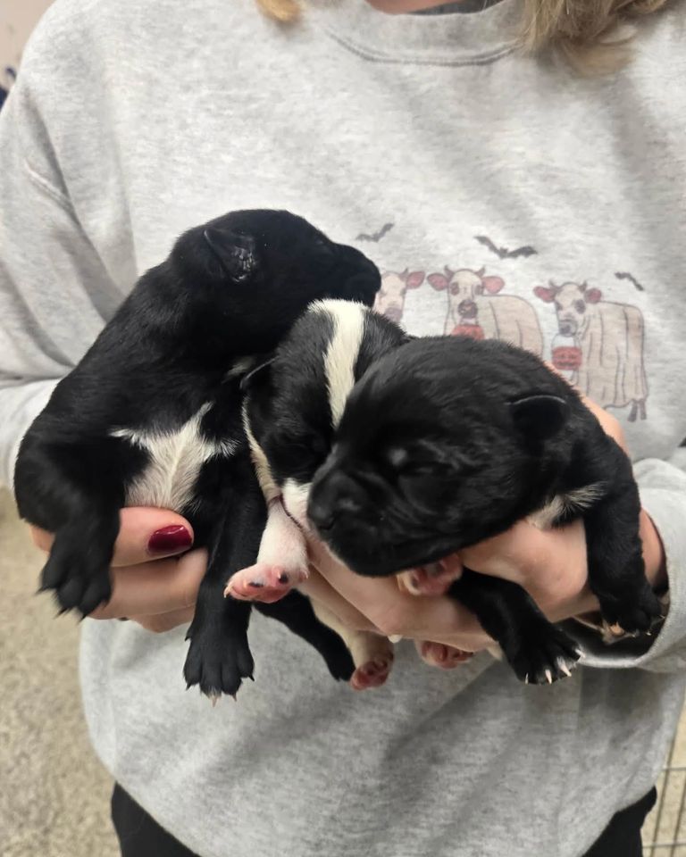 Mercy’s newborn puppiesCredit: Brown County Humane Society Dog Shelter/Facebook