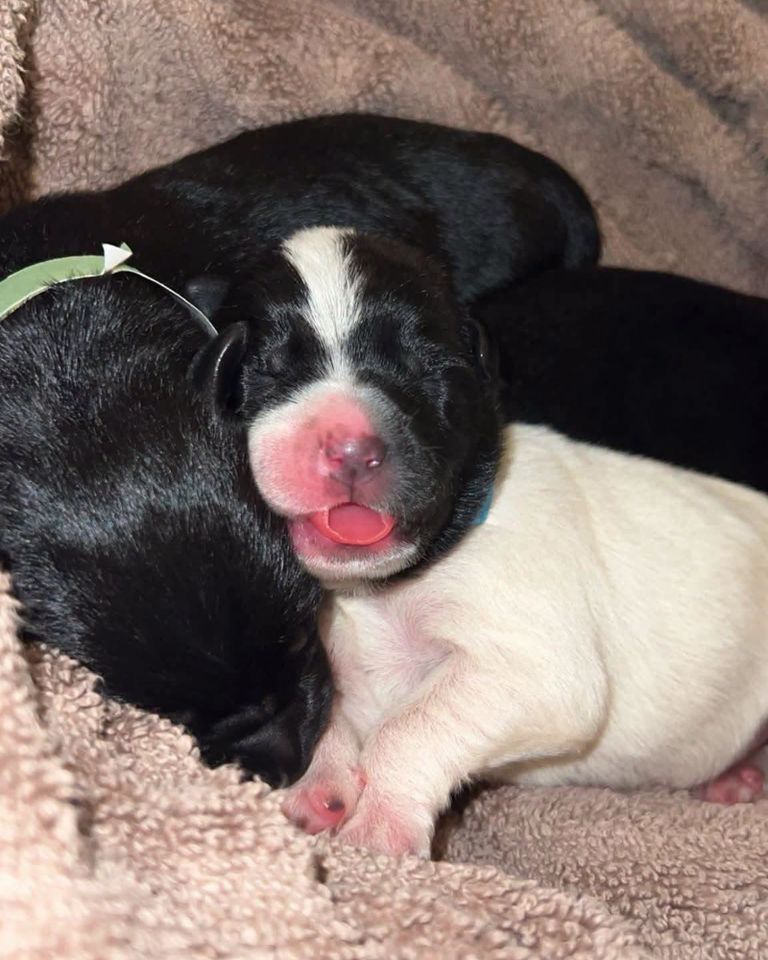 Mercy’s newborn puppiesCredit: Brown County Humane Society Dog Shelter/Facebook