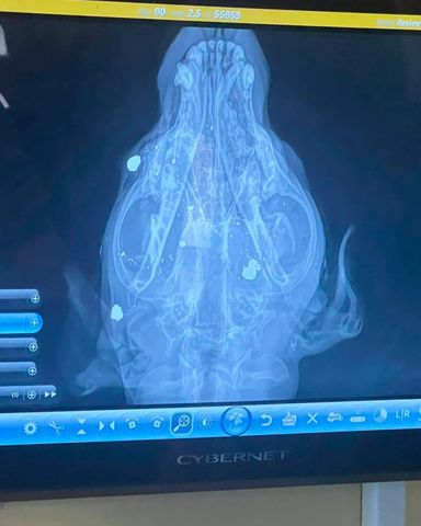 An X-ray of Mercy’s head, showing the bullet fragments lodged in her face and headCredit: Brown County Humane Society Dog Shelter/Facebook