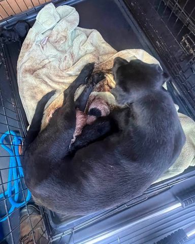 Mercy with some of her puppiesCredit: Brown County Humane Society Dog Shelter/Facebook