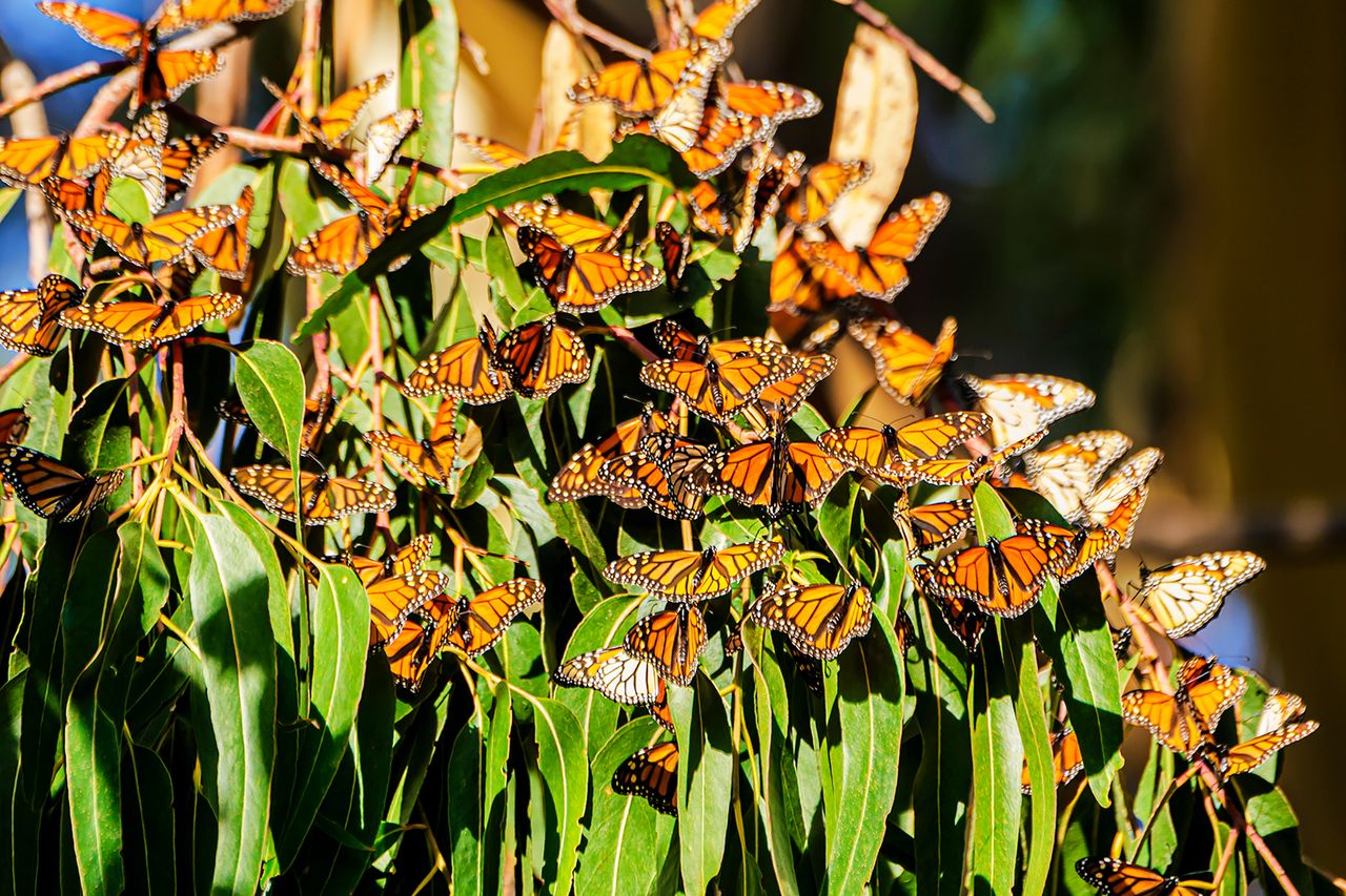 Close-up of monarch butterflies (Danaus plexippus) resting on a tree branch near the winter nesting area in Santa Cruz, CA Close-up of monarch butterflies (Danaus plexippus) resting on a tree branch near the winter nesting area in Taken in Santa Cruz, CA, USA.Credit: Getty