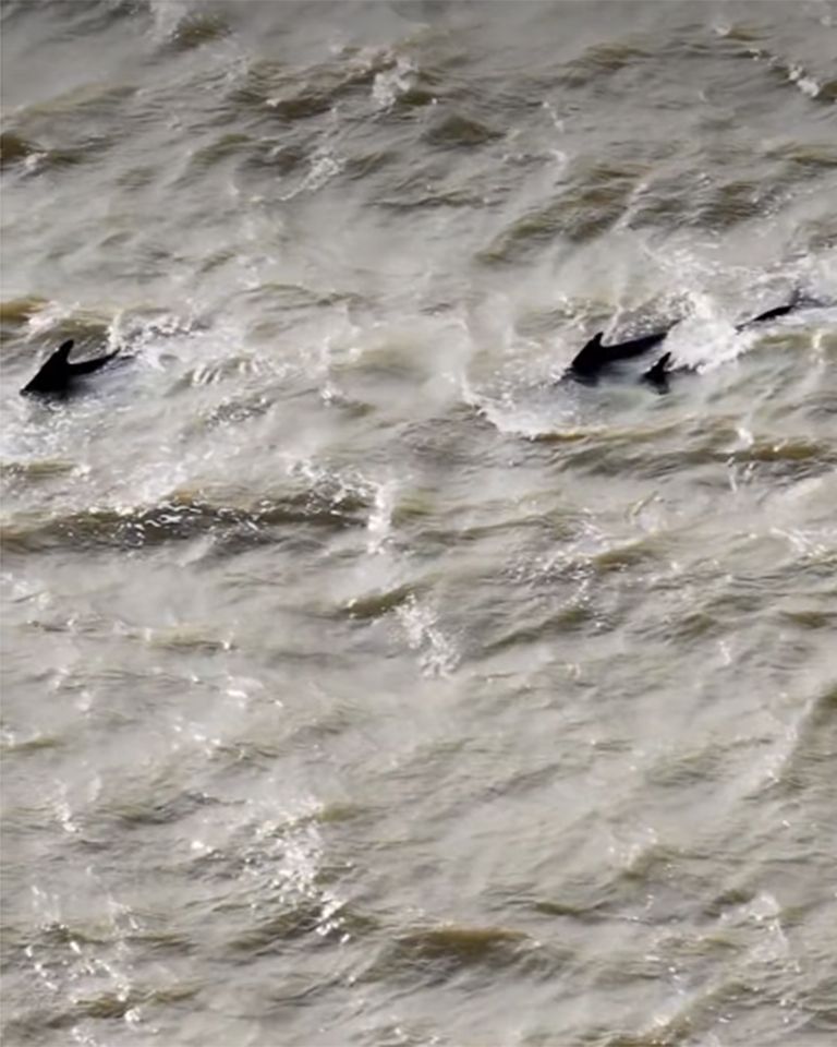 A group of pilot whales swimming near the surface of the water A group of pilot whales swimming near the surface of the water in the Thames RiverCredit: Port of London Authority