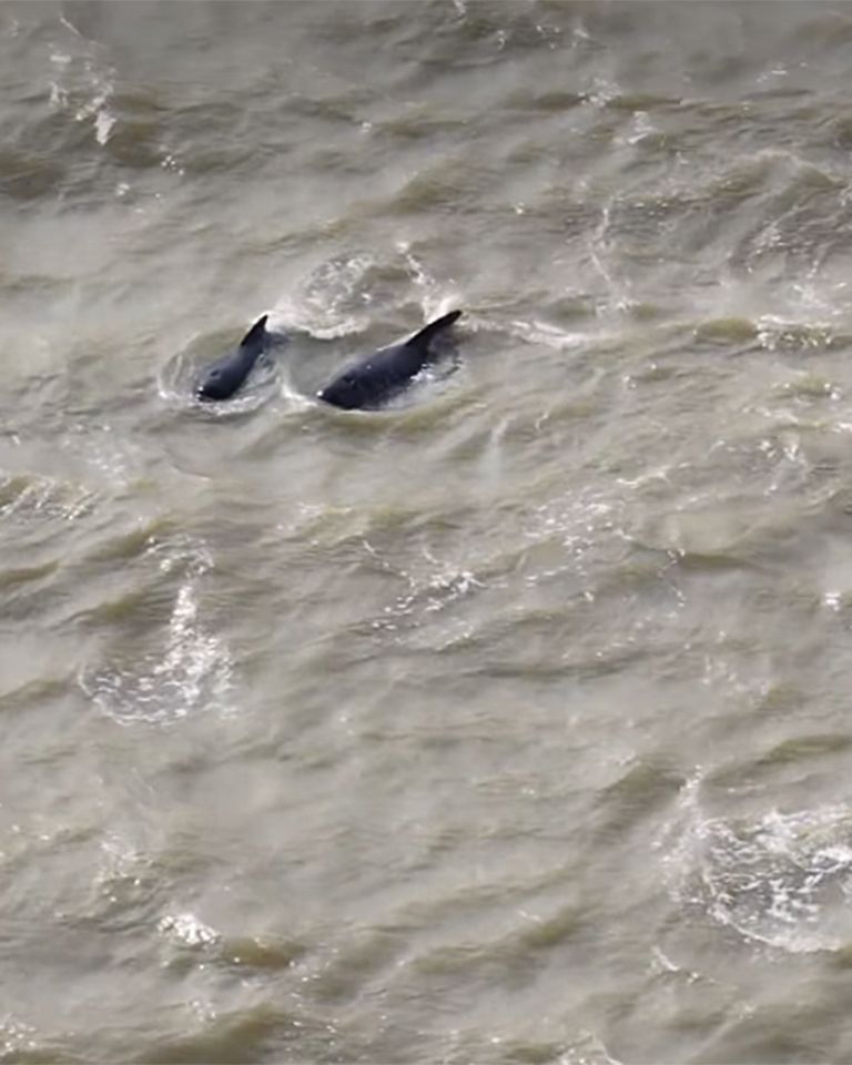 Two pilot whales swimming in the water amid choppy waves pilot whales in the Thames RiverCredit: Port of London Authority