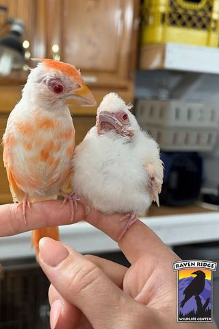 2 extremely rare albino birds rescued in pennsylvania photo of two rare albino birdsCredit: Raven Ridge Wildlife Center/Facebook