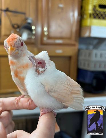 2 extremely rare albino birds rescued in pennsylvania photo of rare albino birdsCredit: Raven Ridge Wildlife Center/Facebook