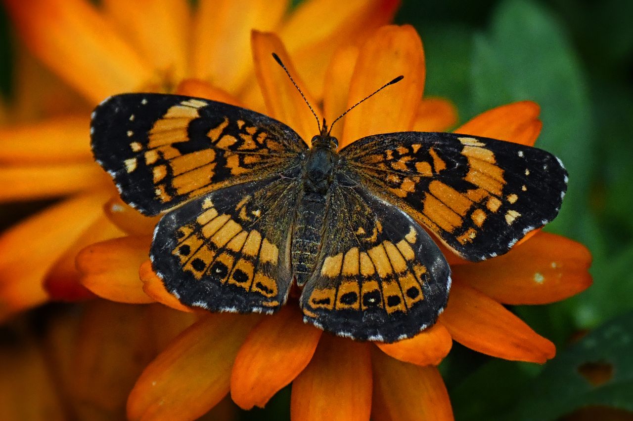 Silvery Checkerspot Butterfly drinking nectar from orange zinnia flowers. Stock image of a silvery checkerspot butterflyCredit: Getty