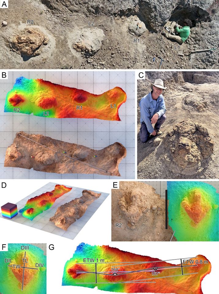 A large tridactyl trackway from the Upper Cretaceous Hell Creek Formation of North DakotaCredit: Falkingham, P. L., Hups, K. M., Tamez-Galvan, E. M., Bercovici, A. D., & Lyson, T. R. (2026). A large tridactyl trackway from the Upper Cretaceous Hell Creek Formation of North Dakota, likely attributable to an adult Tyrannosaurus rex. Journal of Vertebrate Paleontology.