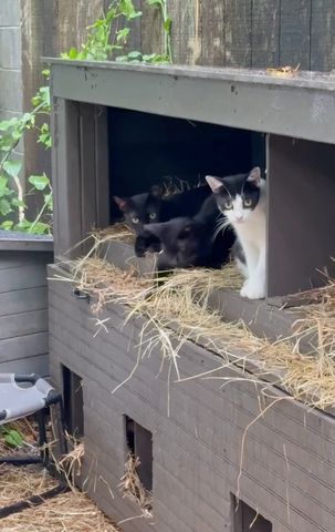 North Charleston woman raises $24K to save dozens of cats — and build them tiny homes Some of Whiskerwood Village’s catsCredit: Whiskerwood Village Colony Cats/Instagram
